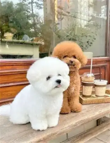 Bichon Frise puppy photo 3 for sale in Bangalore