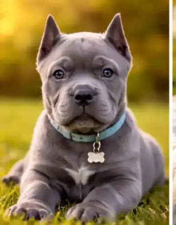 Breed Preview