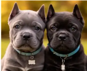 Cane Corso puppy photo 3 for sale in Bangalore