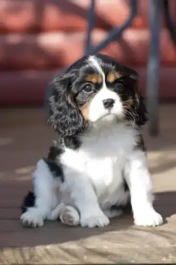 Cavalier King Charles Spaniel puppy photo 4 for sale in Bangalore