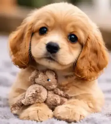 Cocker Spaniel puppy photo 2 for sale in Bangalore