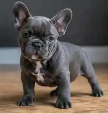 French Bulldog puppy photo 2 for sale in Bangalore