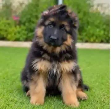 Breed Preview