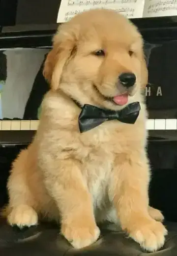 Golden Retriever puppy photo 3 for sale in Bangalore