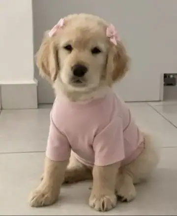 Golden Retriever puppy photo 6 for sale in Bangalore