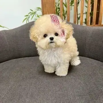 Maltipoo puppy photo 2 for sale in Bangalore