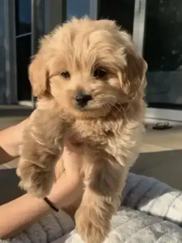 Maltipoo puppy photo 4 for sale in Bangalore