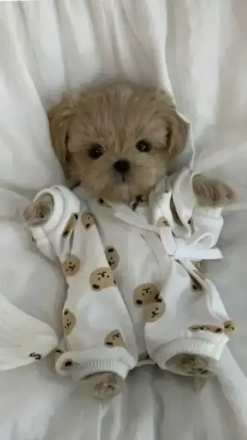 Maltipoo puppy photo 7 for sale in Bangalore