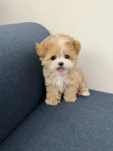 Maltipoo puppy photo 8 for sale in Bangalore