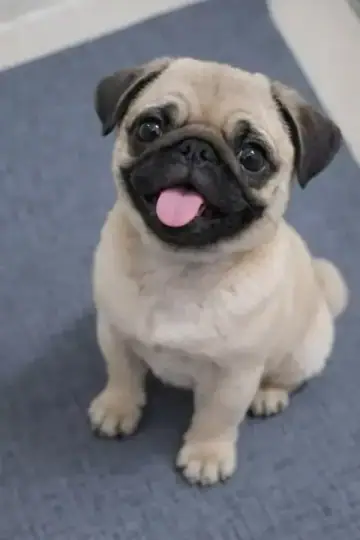 Pug puppy photo 5 for sale in Bangalore