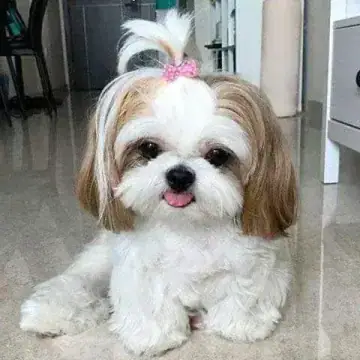 Breed Preview