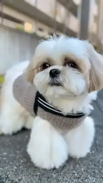 Shih Tzu puppy photo 2 for sale in Bangalore