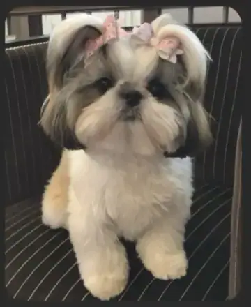 Shih Tzu puppy photo 3 for sale in Bangalore