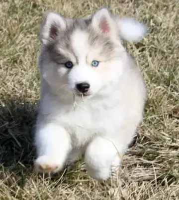 Breed Preview