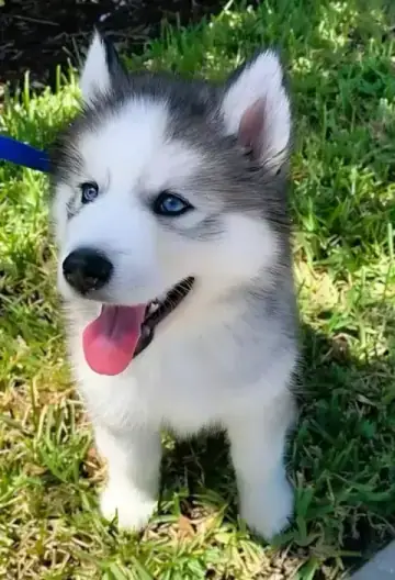 Siberian Husky puppy photo 2 for sale in Bangalore