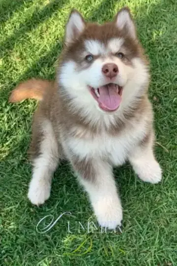 Siberian Husky puppy photo 3 for sale in Bangalore