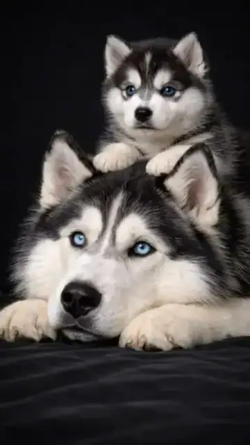 Siberian Husky puppy photo 5 for sale in Bangalore