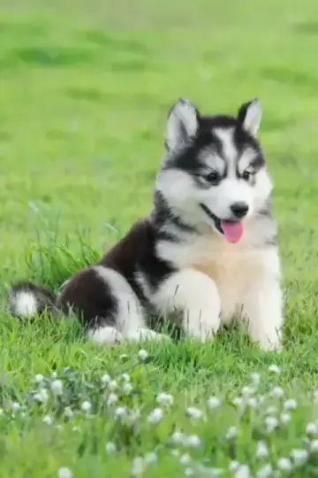 Siberian Husky puppy photo 6 for sale in Bangalore