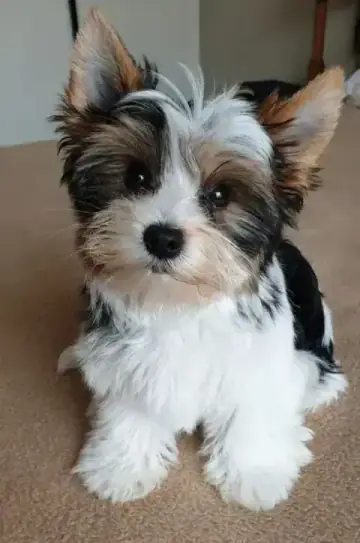 Yorkshire Terrier puppy photo 3 for sale in Bangalore