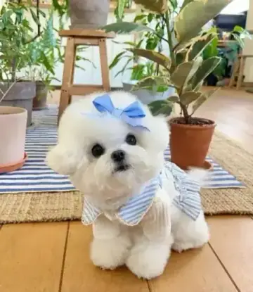 Bichon Frise