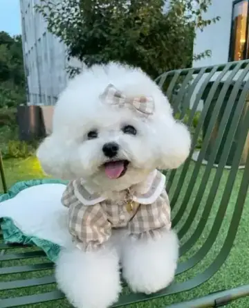 Bichon Frise