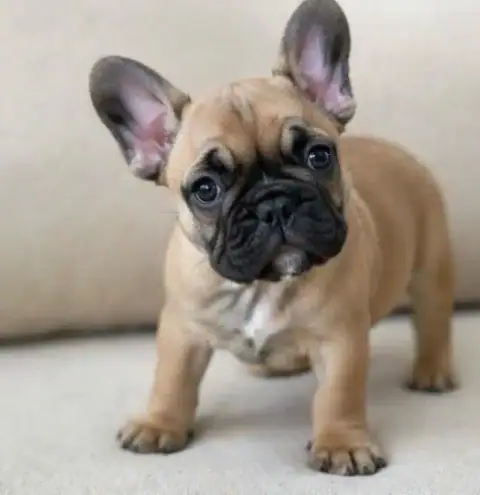 French Bulldog