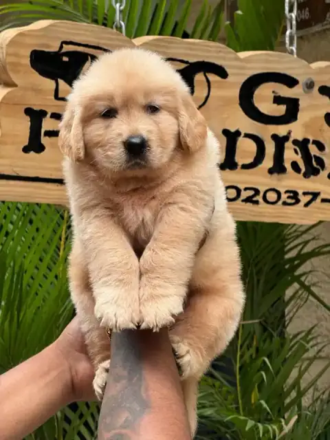 Golden Retriever