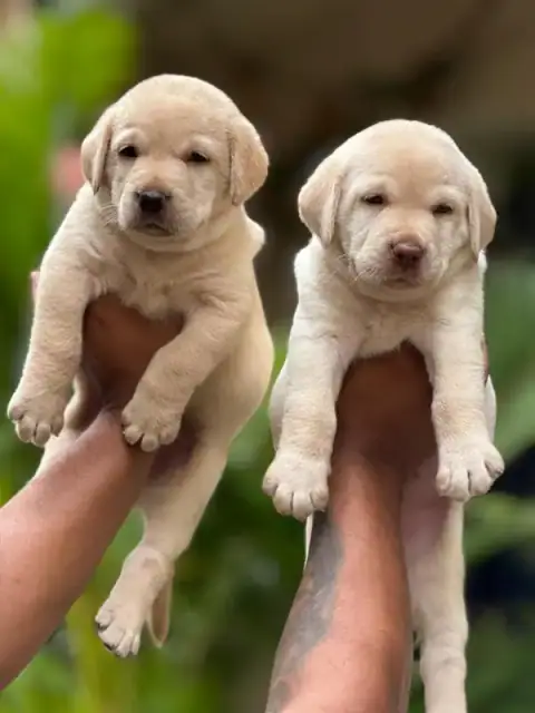 Labrador Retriever