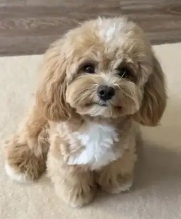 Maltipoo