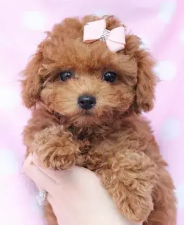 Toy Poodle