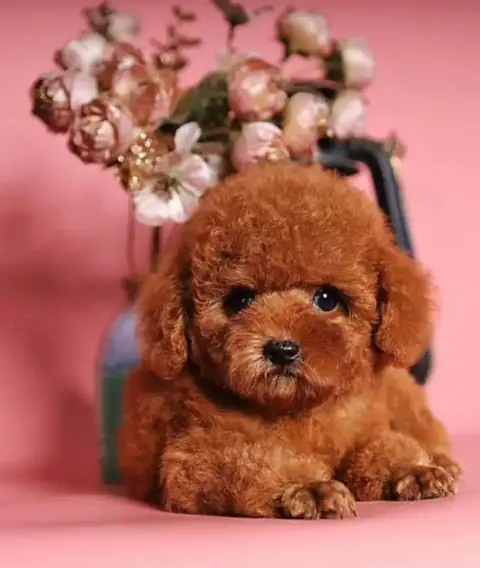 Toy Poodle