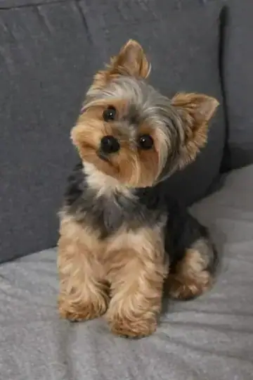 Yorkshire Terrier
