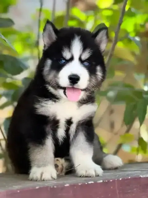 Siberian Husky